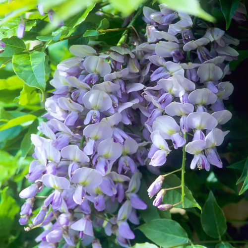 Glicina - Wisteria Caroline de vanzare la ghiveci 10l, 180 cm ❤️ FloraPris