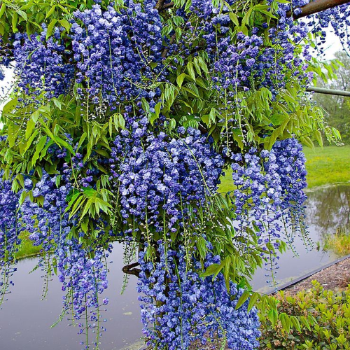 Glicina - Wisteria Ed’s Blue Dragon la ghiveci 10l, 180 cm ❤️ FloraPris