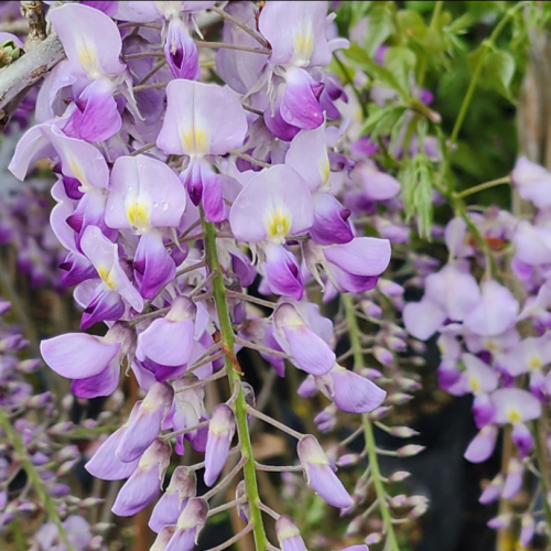 Glicina - Wisteria Misty Mauve în ghiveci 10l, 180 cm ❤️ FloraPris