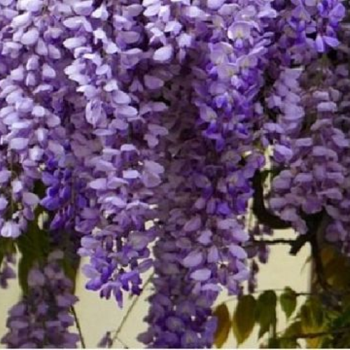 Glicina - Wisteria Misty Mauve la ghiveci 10l, 180 cm ❤️ FloraPris