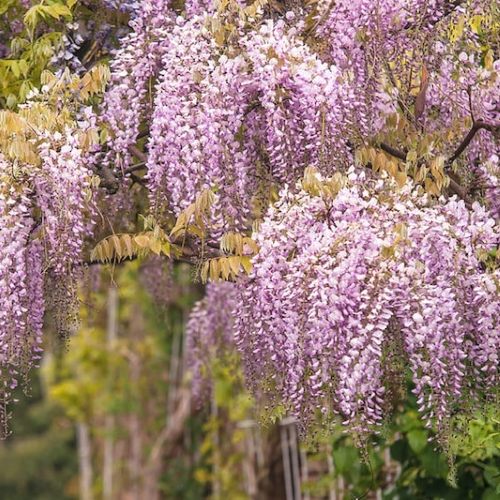 Glicina roz - Wisteria Lipstick de vanzare la ghiveci 10l, 180 cm ❤️ FloraPris