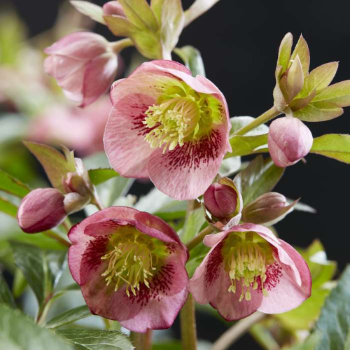 Helleborus Dacaya de vanzare la ghiveci preț bun ❤️ FloraPris