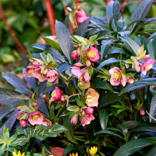 Helleborus Dacaya de vanzare la ghiveci preț bun. Vesnic verde ❤️ FloraPris