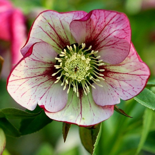 Helleborus Dark Picotee de vanzare la ghiveci preț bun ❤️ FloraPris