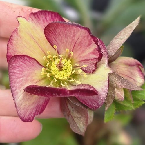 Helleborus Dark Picotee la ghiveci preț bun ❤️ FloraPris