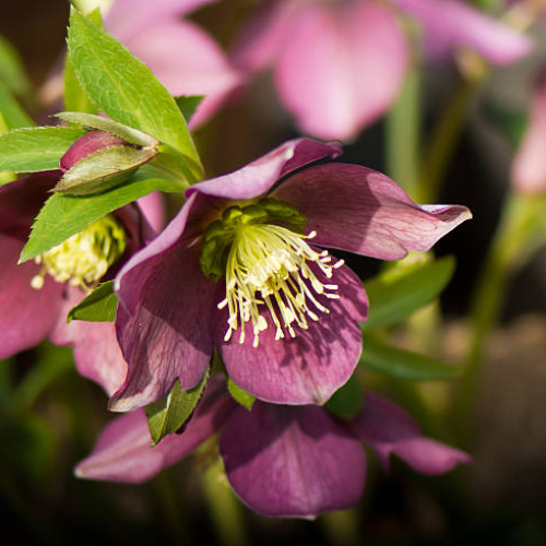 Helleborus Elance în ghiveci preț bun ❤️ FloraPris