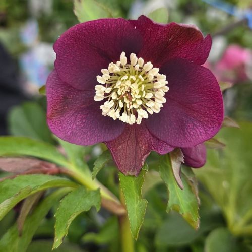 Helleborus Elance la ghiveci preț bun ❤️ FloraPris