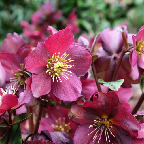 Helleborus Red Ice N Roses - spânz roșut la ghiveci ❤️ FloraPris