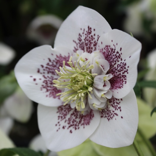 Helleborus Spotted Anemone de vanzare la ghiveci preț bun ❤️ FloraPris