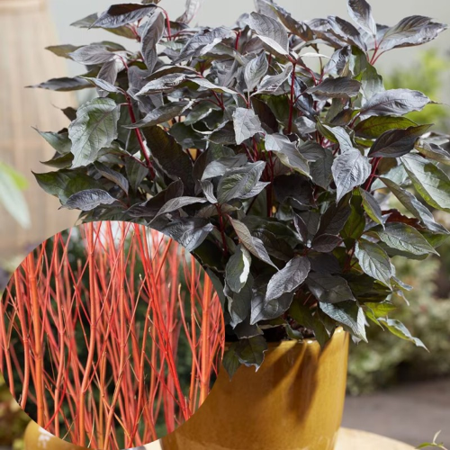 Cornus Alba Nightfal de vanzare la ghiveci 7l, pret bun ❤️ FloraPris