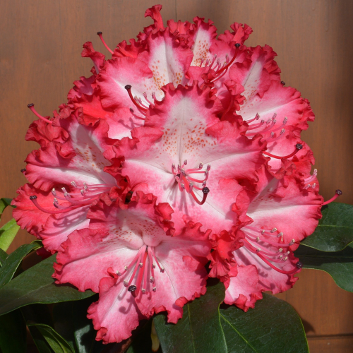 Rhododendron Grifie Pink White la ghiveci de 10 l. Preț bun ❤️ FloraPris