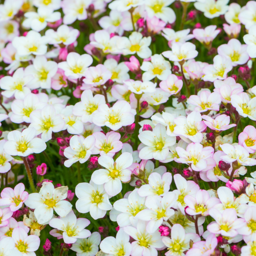Saxifraga Apple Blossom Ice în ghiveci preț bun. Veșnic verde ❤️ FloraPris