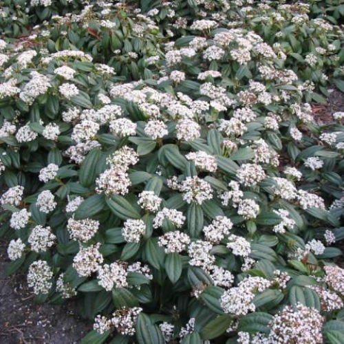 Viburnum Davidii de vânzare cu preț bun. Veșnic verde ❤️ FloraPris
