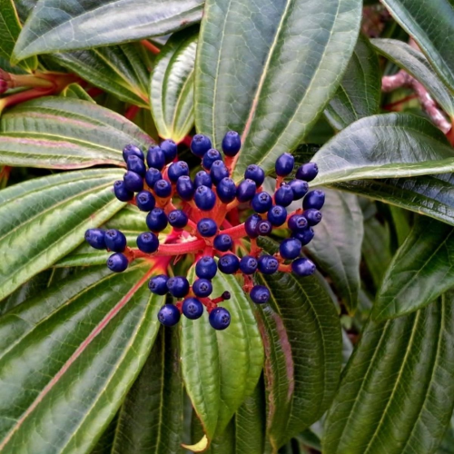 Viburnum Davidii de vânzare la ghiveci preț bun. Veșnic verde ❤️ FloraPris