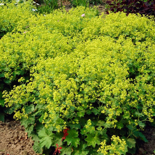 Alchemilla Irish Silk de vanzare la ghiveci cu preț bun ❤️ FloraPris