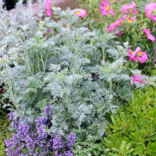 Artemisia Powis Castle la ghiveci cu preț bun ❤️ FloraPris