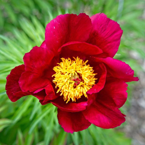 Bujor de stepă roșu în ghiveci de 6l preț bun ❤️ FloraPris