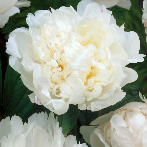 Bujori Bowl of Cream de vânzare la ghiveci 6l, pret bun ❤️ FloraPris