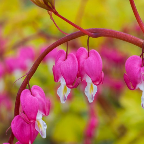 Dicentra Gold Heart la ghiveci preț bun. Perene de top ❤️ FloraPris