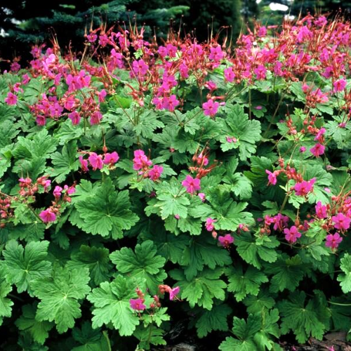 Geranium Czakor (mușcata de grădină) la ghiveci pret bun ❤️ FloraPris