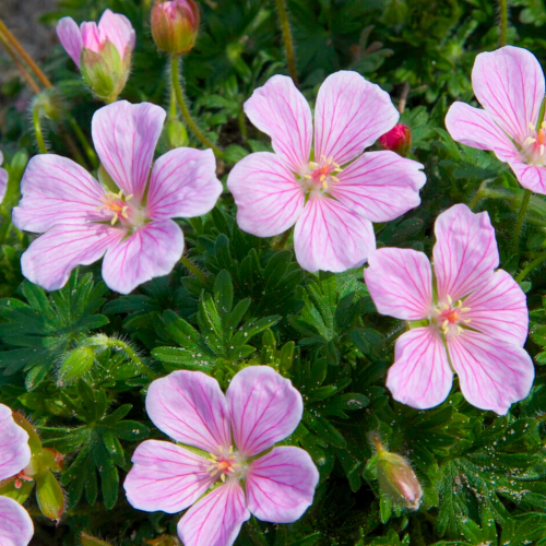Geranium Pink Pouffe (mușcata de grădină) la ghiveci ❤️ FloraPris