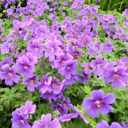 Geranium Purple Frivolius (mușcata de grădină) în ghiveci ❤️ FloraPris