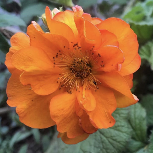 Geum Fire Storm de vânzare în ghiveci, preț bun ❤️ FloraPris Geum Fire Storm de vânzare în ghiveci, preț bun ❤️ FloraPris