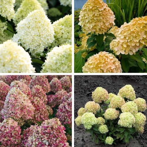 Hortensia paniculata Cotton Cream, în ghiveci 6l. Preț bun ❤️ FloraPris