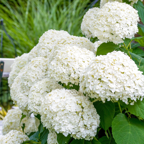 Hydrangea Strong Annabelle de vanzare la ghiveci 6l. Preț bun ❤️ FloraPris Hydrangea Strong Annabelle de vanzare la ghiveci 6l. Preț bun ❤️ FloraPris