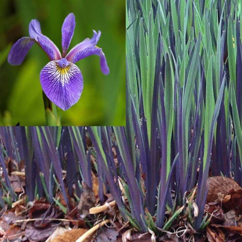 Iris Purple Flame de vânzare la ghiveci preț bun ❤️ FloraPris