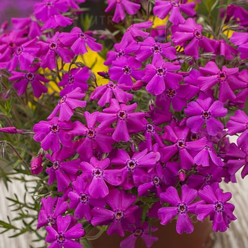 Phlox Spring Hot Pink de vânzare la ghiveci ❤️ FloraPris