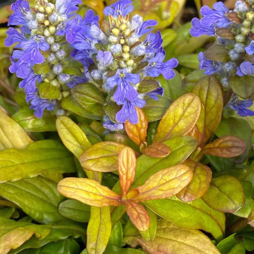 Ajuga Fancy Finch în ghiveci, preț bun. Veșnic verde ❤️ FloraPris