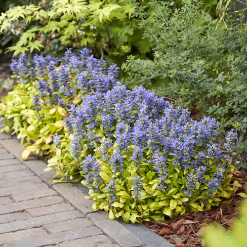 Ajuga Petite Parakeet în ghiveci, preț bun. Veșnic verde ❤️ FloraPris Ajuga Petite Parakeet în ghiveci, preț bun. Veșnic verde ❤️ FloraPris