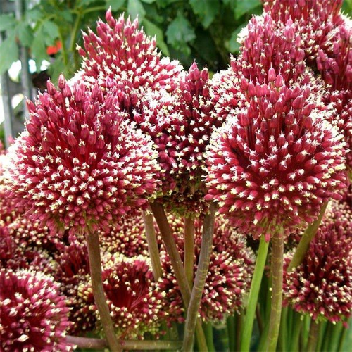 Allium Red Mohican de vânzare la ghiveci ❤️ FloraPris