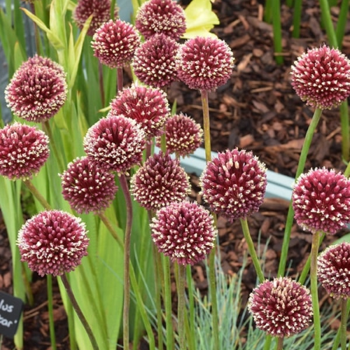 Allium Red Mohican la ghiveci, preț bun ❤️ FloraPris