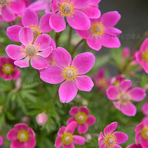 Anemone Spring Beauty Pink in ghiveci, preț bun ❤️ FloraPris