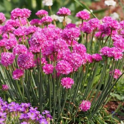 Armeria Abbey Deeprose de vânzare în ghiveci, preț bun ❤️ FloraPris