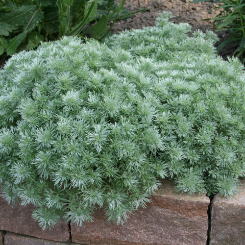 Artemisia Nana Attract la ghiveci. Plante argintii acoperitoare de sol ❤️ FloraPris
