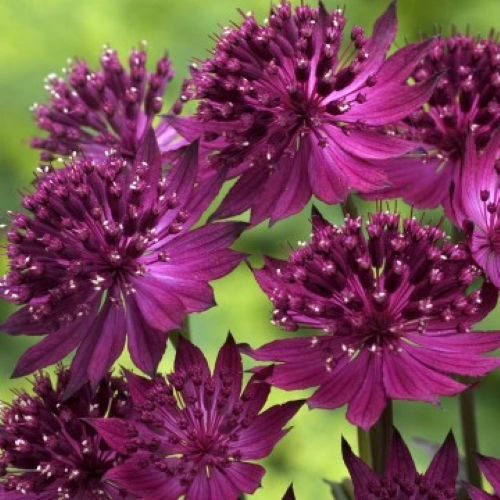 Astrantia Red Button de vânzare la ghiveci, preț bun ❤️ FloraPris