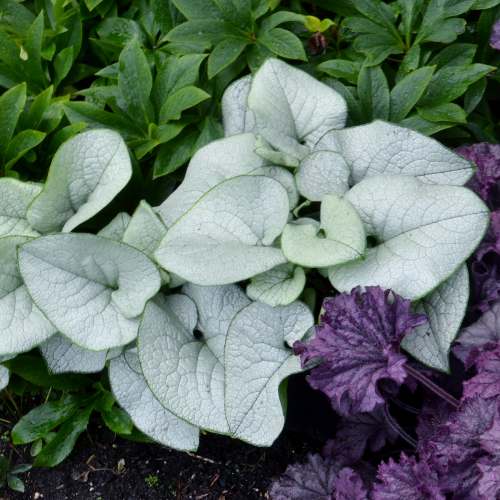 Brunnera Alexandria la ghiveci, plantă de umbră cu frunze argintii ❤️ FloraPris