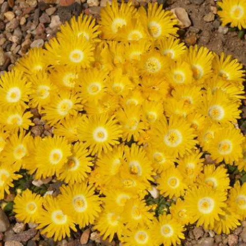 Delosperma Golden Nugget de vanzare la ghiveci ❤️ FloraPris
