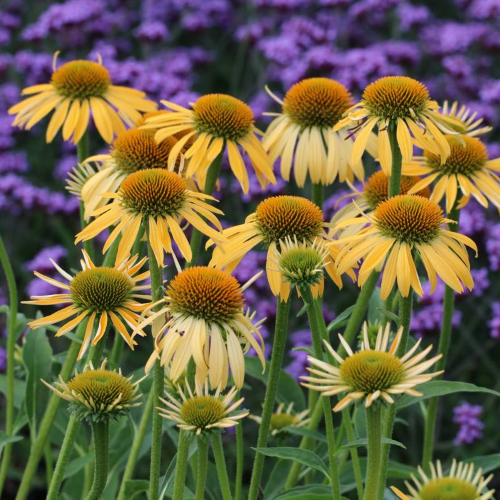 Echinacea Harvest Moon de vanzare la ghiveci ❤️ FloraPris Echinacea Harvest Moon de vanzare la ghiveci ❤️ FloraPris