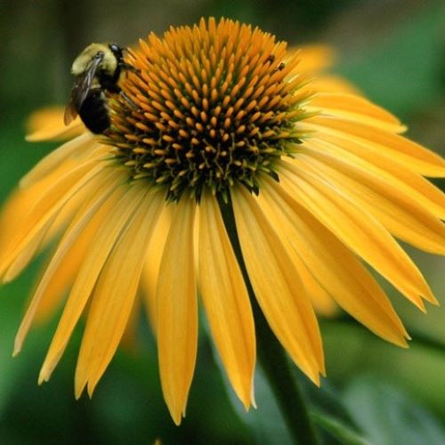 Echinacea Harvest Moon la ghiveci preț bun ❤️ FloraPris
