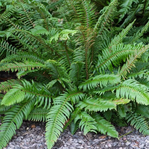 Feriga de grădină Polystichum Munitum la ghiveci preț bun❤️ FloraPris