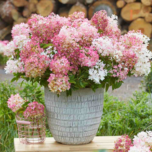 Hydrangea Paniculata Groundbreaker Blush în ghiveci Preț bun ❤️ FloraPris
