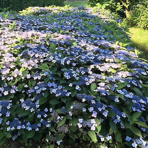 Hydrangea Serrata Magic Pillow în ghiveci Preț avantajos ❤️ FloraPris
