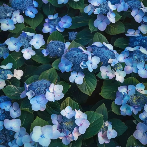 Hydrangea Serrata Magic Pillow la ghiveci Preț bun ❤️ FloraPris