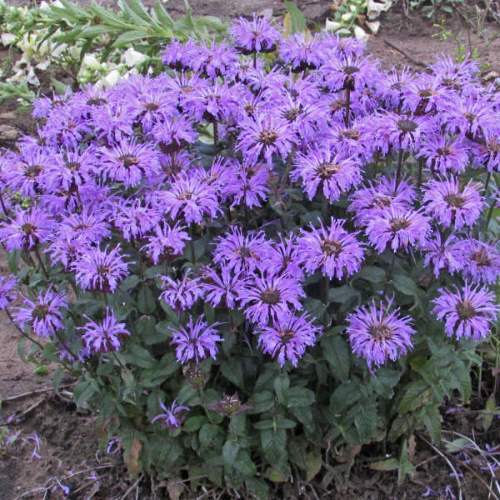 Monarda Blue Moon la ghiveci, pret bun ❤️ FloraPris