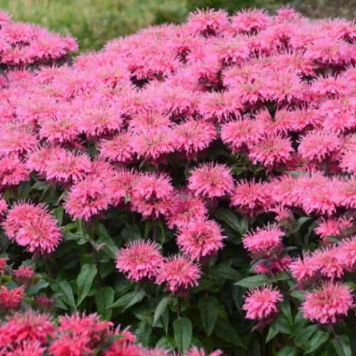 Monarda Bubblegum Blast la ghiveci, pret bun ❤️ FloraPris