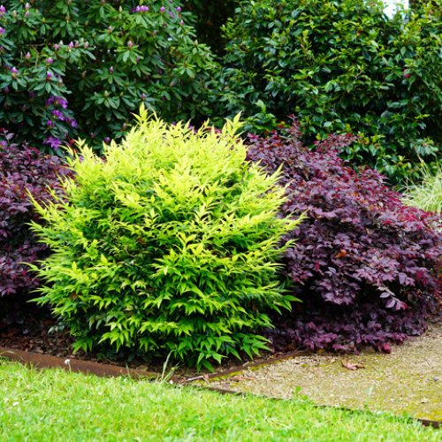 Nandina Lemon Lime Magical de vanzare la ghiveci. Veșnic verde ❤️ FloraPris